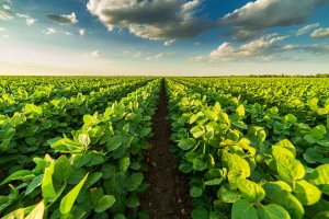 Hướng đến nông nghiệp sinh thái