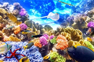 Tổng số sinh vật biển đã giảm gần 50%