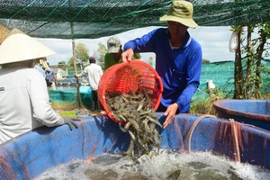 Thu hoạch tôm ở ĐBSCL