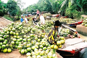 Dừa tươi Việt Nam sắp vào thị trường Mỹ