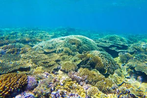 Đề xuất thành lập khu bảo tồn biển vịnh Quy Nhơn