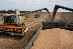 Máy gặt đập liên hợp chất lúa mì lên xe tải ở gần làng Tomylivka, vùng Kiev, Ukraine ngày 1-8-2022. Ảnh: REUTERS