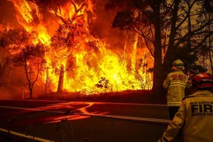 New South Wales, Australia: 75 vụ cháy rừng trong 1 ngày