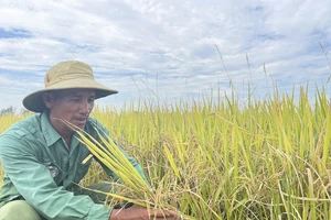 Người nông dân Quảng Trị sản xuất lúa hữu cơ theo tiêu chuẩn xanh của thế giới. Ảnh: VĂN THẮNG