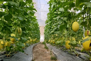 Tây Ninh phát triển nông nghiệp công nghệ cao