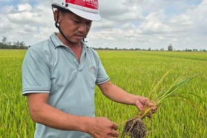 Sóc Trăng: Nỗ lực cứu hàng ngàn héc-ta lúa có nguy cơ chết khô do sản xuất "cực đoan"