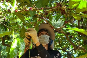 Giá cà phê Việt Nam tăng gấp 3, đổ vỡ các hợp đồng liên kết