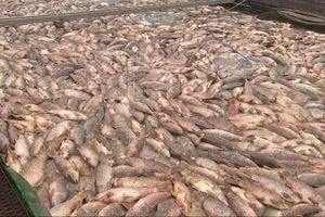 Nguyên nhân khiến hơn 950 tấn cá nuôi lồng ở Hải Dương chết hàng loạt