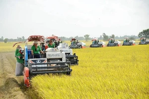 Kiến nghị hỗ trợ đầu tư hạ tầng trong sản xuất lúa chất lượng cao