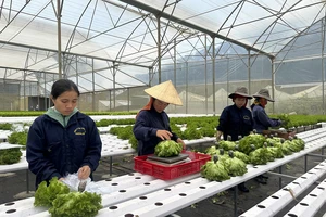 Nông dân tại trang trại Trường Phúc, huyện Lạc Dương, tỉnh Lâm Đồng thu hoạch rau thủy canh tiết kiệm nước