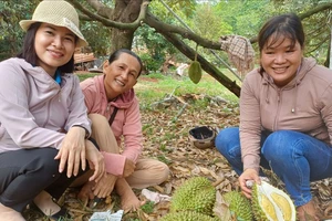 Thưởng thức sầu riêng chín cây tại vườn ở huyện Hớn Quản, tỉnh Bình Phước