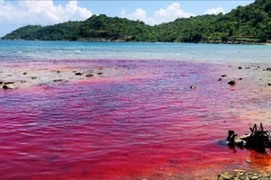 Kiên Giang: Thủy triều đỏ xuất hiện tại đảo Thổ Châu