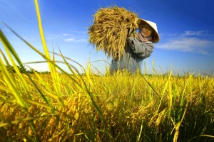 Bảo đảm thu nhập ổn định cho người trồng lúa