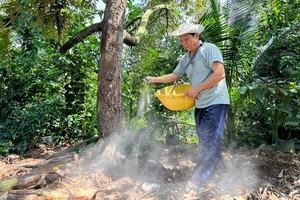 Ông Lê Văn Mảnh (ngụ xã Hưng Khánh Trung B, huyện Chợ Lách, tỉnh Bến Tre) bón vôi cho cây sầu riêng, giúp nâng độ pH trong đất