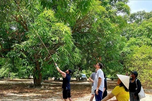 Người dân Cam Lâm làm du lịch từ cây xoài cổ thụ