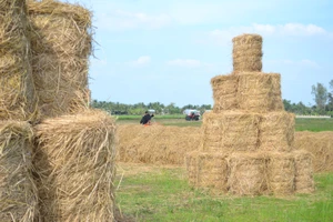 Rơm bắt đầu được nông dân các tỉnh ĐBSCL thu hoạch để tái sử dụng