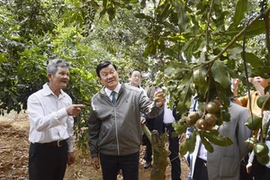 Nguyên Chủ tịch nước Trương Tấn Sang tại thực địa vườn cây macca của ông Lê Đức Ba ở Đơn Dương, Lâm Đồng