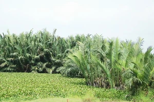 Rừng dừa nước Cà Ninh sắp bị chặt hạ 