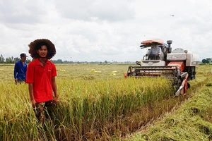 Út Tiếng trên cánh đồng trồng lúa sạch