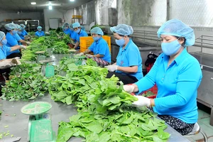 Sản xuất nông nghiệp theo mô hình liên kết sản xuất HTX tại huyện Bình Chánh. Ảnh: CAO THĂNG