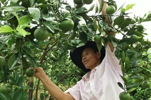 Vườn cam đặc sản của Chủ nhiệm HTX Minh Thành Nguyễn Mạnh Huỳnh cho thu nhập tới 200 triệu đồng/ha/năm