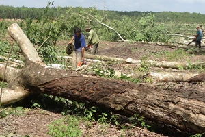 Nông dân huyện Tân Biên (Tây Ninh) chặt bỏ vườn cao su già cỗi