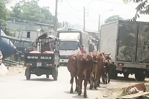  Trên đường liên phường quận Bình Tân, đàn bò thả rông đi nghênh ngang trên đường