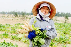 Chị Lê Thị Minh ở xã Thạch Văn (huyện Thạch Hà, Hà Tĩnh) cho biết, trồng rau củ quả trên đất cát ven biển đã mang lại nguồn thu nhập cao cho người dân