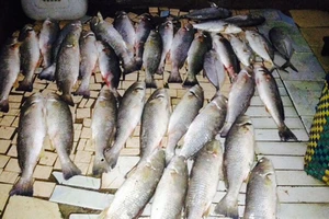 Thừa Thiên - Huế: Hơn 100 tấn cá đặc sản ở đầm Cầu Hai chết 