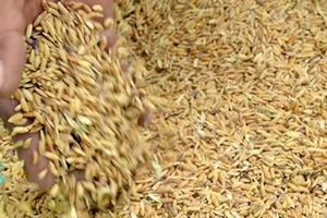 Xuất cấp gần 600 tấn hạt giống cho vùng bão lũ