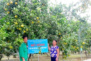 Ông Nguyễn Công Phụ và vợ bên vườn cam VietGAP mang lại hiệu quả kinh tế cao