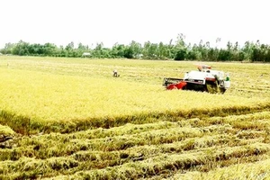 Sản xuất lúa trong cánh đồng lớn lợi nhuận tăng thêm 25%