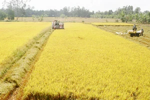 Sản xuất lúa sạch, lúa hữu cơ là hướng đi triển vọng và bền vững