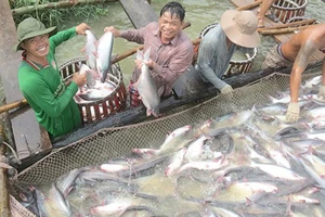 Nâng cao chất lượng cá tra giống 