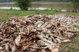  Hàng chục tấn cá đột nhiên chết nghi do trúng độc
