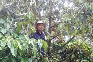 Vườn cây cà phê của anh Định được trồng xen canh cây sầu riêng và cùng cho năng suất cao