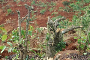 Đắk Nông: Vườn cây của dân liên tiếp bị kẻ gian phá hoại