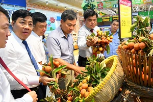 Đại diện Saigon Co.op hỗ trợ thu mua vải thiều tại tỉnh Bắc Giang và Hải Dương