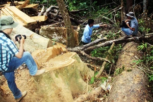 Một cội cây dổi cổ thụ bị lâm tặc “xẻ thịt” không thương tiếc