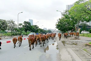 Trâu bò thả rong trên đường phố