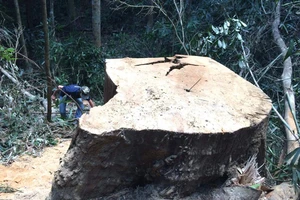 Một vụ phá rừng tại huyện Chư Pah