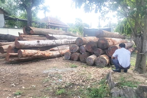 Hàng trăm khối gỗ lậu của Phượng “râu” bị cơ quan chức năng bắt giữ