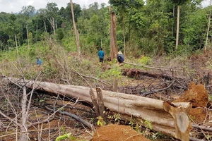 Hiện trường vụ phá rừng tự nhiên do Công ty TNHH MTV Lâm nghiệp Đạ Tẻh quản lý (thôn Tôn K’Long, xã Quảng Trị, huyện Đạ Tẻh)