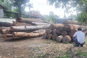 Số gỗ lậu của Phượng “râu” bị Bộ Công an bắt giữ