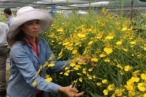 Sản xuất hoa nhiệt đới trở thành thế mạnh của nông nghiệp đô thị TPHCM. Ảnh: THANH HẢI