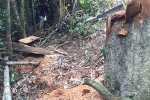 Cách chức đội trưởng bảo vệ rừng để lâm tặc chặt 24 cây gỗ