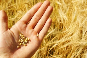 Tạm dừng áp dụng quy định tái xuất lô hàng lúa mì lẫn hạt cỏ kế đồng 