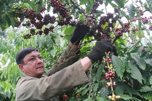  Nông dân Đắk Lắk không vui với vụ thu hoạch cà phê năm nay. Ảnh: ĐÔNG NGUYÊN
