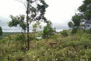 Cách chức Phó Chủ tịch UBND huyện vì lấn chiếm đất rừng