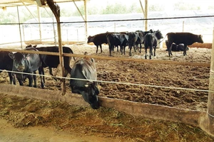 Chuyển giao công nghệ nuôi bò thịt của Sawai Farm (Nhật Bản)